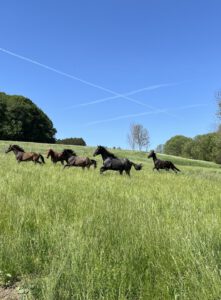 Datenschutzerklärung